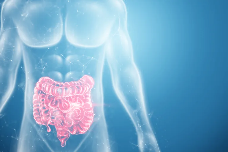 A holographic projection of a red irritable bowel scan with medical data. The concept of abdominal pain, bowel problems, constipation, modern medicine.3D illustration, 3D render