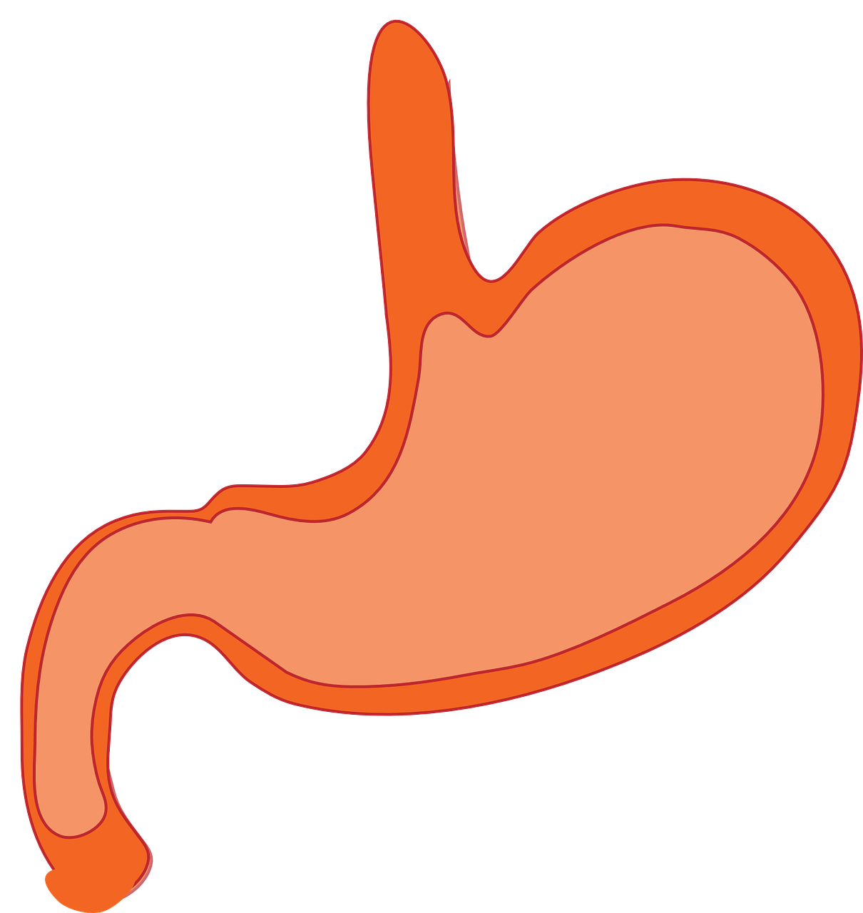 stomach, anatomy, human body-310730.jpg